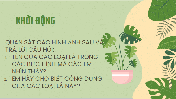 Giáo án điện tử bài Những chiếc lá thơm tho | PPT Văn 8 Chân trời sáng tạo