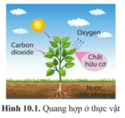 Giáo án Sinh học 10 Cánh diều Bài 10: Sự chuyển hóa năng lượng và enzyme