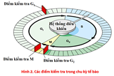 Giáo án Sinh học 10 Cánh diều Bài 13: Chu kì tế bào và nguyên phân