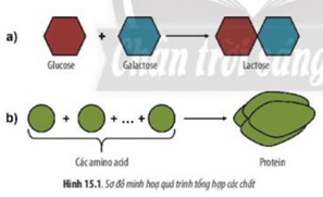 Giáo án Sinh học 10 Chân trời sáng tạo Bài 15: Tổng hợp các chất và tích lũy năng lượng