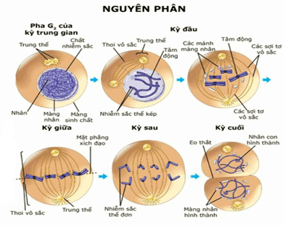 Giáo án Sinh học 10 Chân trời sáng tạo Bài 19: Quá trình phân bào