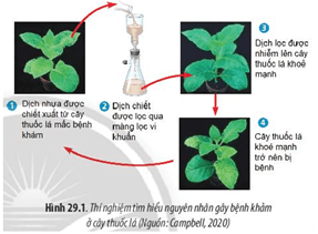 Giáo án Sinh học 10 Chân trời sáng tạo Bài 29: Virus