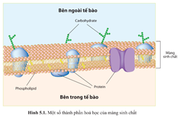 Giáo án Sinh học 10 Cánh diều Bài 5: Các nguyên tố hóa học và nước