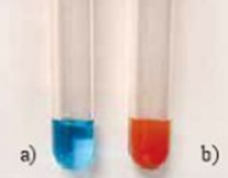 Giáo án Sinh học 10 Kết nối tri thức Bài 6: Thực hành nhận biết một số phân tử sinh học