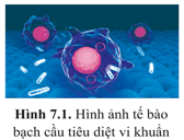 Giáo án Sinh học 10 Cánh diều Bài 7: Tế bào nhân sơ và tế bào nhân thực