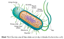 Giáo án Sinh học 10 Cánh diều Bài 7: Tế bào nhân sơ và tế bào nhân thực