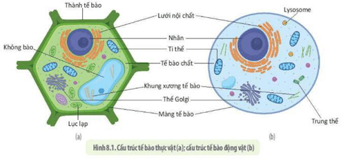 Giáo án Sinh học 10 Kết nối tri thức Bài 8: Tế bào nhân thực