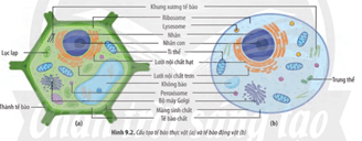 Giáo án Sinh học 10 Chân trời sáng tạo Bài 9: Tế bào nhân thực