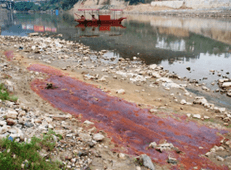 Giáo án Chuyên đề Sinh học 10 Kết nối tri thức Bài 11: Công nghệ ứng dụng vi sinh vật trong xử lý ô nhiễm môi trường