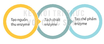 Giáo án Chuyên đề Sinh học 10 Kết nối tri thức Bài 6: Quy trình công nghệ sản xuất enzyme