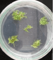 Giáo án Chuyên đề Sinh học 10 Kết nối tri thức (năm 2026 mới nhất) | Giáo án Chuyên đề học tập Sinh học 10