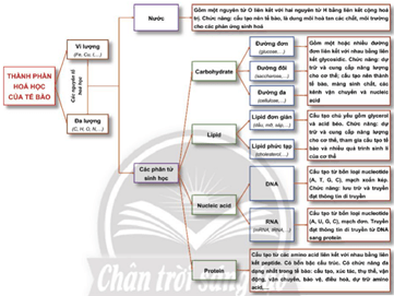 Giáo án Sinh học 10 Chân trời sáng tạo Ôn tập Chương 1