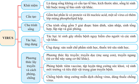 Giáo án Sinh học 10 Cánh diều Ôn tập Phần 3 (trang 143, 144)