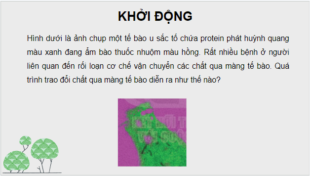 Giáo án điện tử Sinh 10 Kết nối tri thức Bài 10: Trao đổi chất qua màng tế bào | PPT Sinh học 10