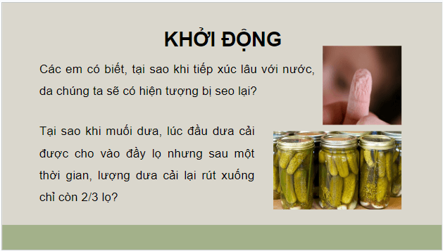 Giáo án điện tử Sinh 10 Kết nối tri thức Bài 11: Thực hành thí nghiệm co và phản co nguyên sinh | PPT Sinh học 10