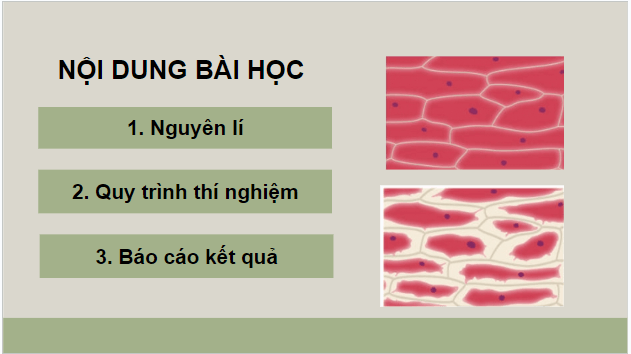 Giáo án điện tử Sinh 10 Kết nối tri thức Bài 11: Thực hành thí nghiệm co và phản co nguyên sinh | PPT Sinh học 10