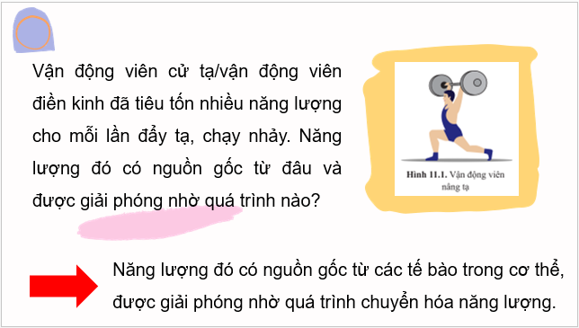 Giáo án điện tử Sinh 10 Cánh diều Bài 11: Tổng hợp và phân giải các chất trong tế bào | PPT Sinh học 10