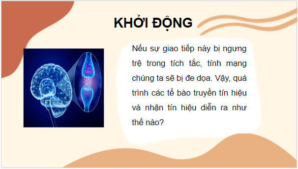 Giáo án điện tử Sinh 10 Kết nối tri thức Bài 12: Truyền tin tế bào | PPT Sinh học 10