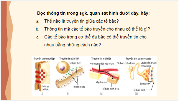 Giáo án điện tử Sinh 10 Kết nối tri thức Bài 12: Truyền tin tế bào | PPT Sinh học 10