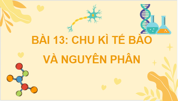 Giáo án điện tử Sinh 10 Cánh diều Bài 13: Chu kì tế bào và nguyên phân | PPT Sinh học 10