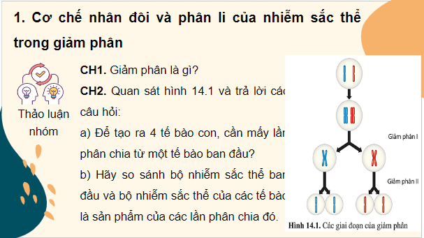 Giáo án điện tử Sinh 10 Cánh diều Bài 14: Giảm phân | PPT Sinh học 10