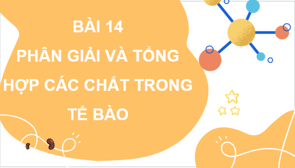 Giáo án điện tử Sinh 10 Kết nối tri thức Bài 14: Phân giải và tổng hợp các chất trong tế bào | PPT Sinh học 10