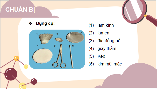 Giáo án điện tử Sinh 10 Cánh diều Bài 15: Thực hành làm tiêu bản nhiễm sắc thể để quan sát quá trình nguyên phân, giảm phân ở tế bào thực vật, dộng vật | PPT Sinh học 10