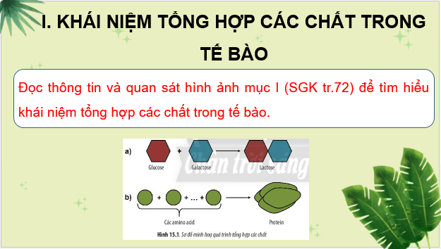 Giáo án điện tử Sinh 10 Chân trời sáng tạo Bài 15: Tổng hợp các chất và tích lũy năng lượng | PPT Sinh học 10