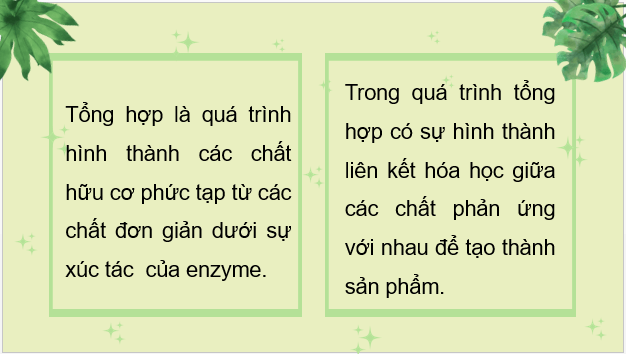 Giáo án điện tử Sinh 10 Chân trời sáng tạo Bài 15: Tổng hợp các chất và tích lũy năng lượng | PPT Sinh học 10