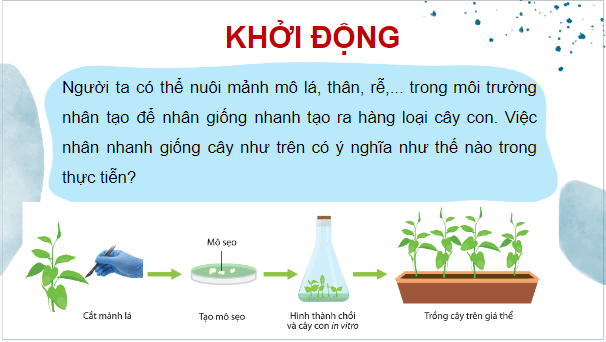 Giáo án điện tử Sinh 10 Cánh diều Bài 16: Công nghệ tế bào | PPT Sinh học 10