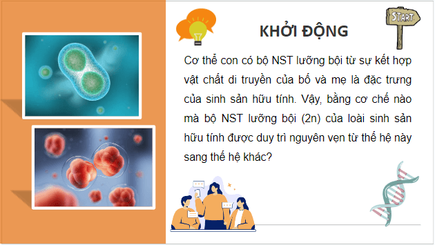 Giáo án điện tử Sinh 10 Kết nối tri thức Bài 17: Giảm phân | PPT Sinh học 10