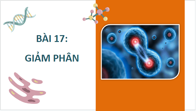 Giáo án điện tử Sinh 10 Kết nối tri thức Bài 17: Giảm phân | PPT Sinh học 10