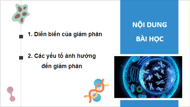 Giáo án điện tử Sinh 10 Kết nối tri thức Bài 17: Giảm phân | PPT Sinh học 10