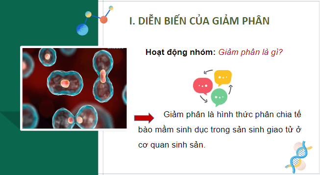 Giáo án điện tử Sinh 10 Kết nối tri thức Bài 17: Giảm phân | PPT Sinh học 10