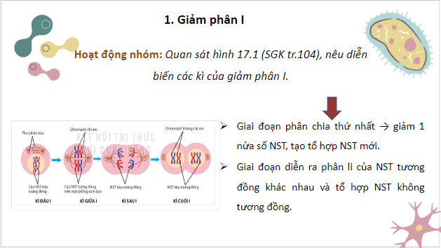 Giáo án điện tử Sinh 10 Kết nối tri thức Bài 17: Giảm phân | PPT Sinh học 10