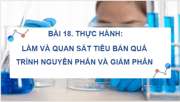 Giáo án điện tử Sinh 10 Kết nối tri thức Bài 18: Thực hành làm và quan sát tiêu bản quá trình nguyên phân và giảm phân | PPT Sinh học 10