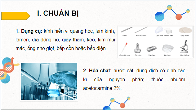 Giáo án điện tử Sinh 10 Kết nối tri thức Bài 18: Thực hành làm và quan sát tiêu bản quá trình nguyên phân và giảm phân | PPT Sinh học 10