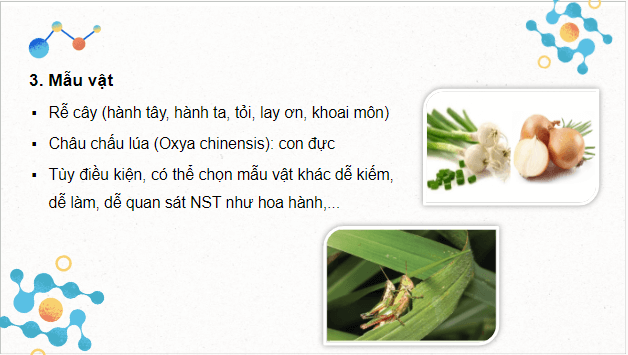 Giáo án điện tử Sinh 10 Kết nối tri thức Bài 18: Thực hành làm và quan sát tiêu bản quá trình nguyên phân và giảm phân | PPT Sinh học 10