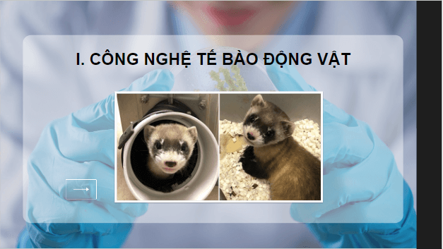 Giáo án điện tử Sinh 10 Kết nối tri thức Bài 19: Công nghệ tế bào | PPT Sinh học 10