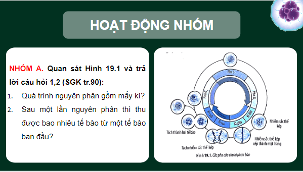 Giáo án điện tử Sinh 10 Chân trời sáng tạo Bài 19: Quá trình phân bào | PPT Sinh học 10