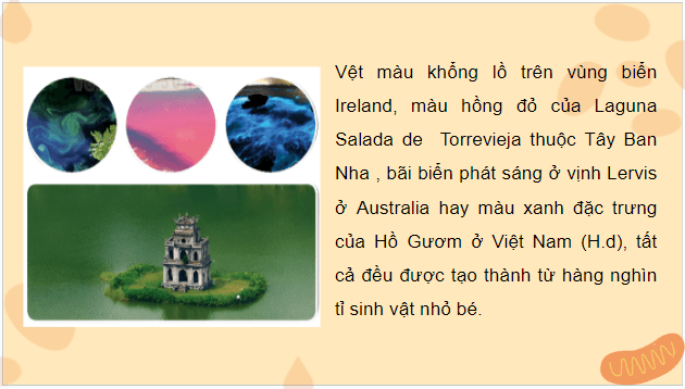 Giáo án điện tử Sinh 10 Kết nối tri thức Bài 20: Sự đa dạng và phương pháp nghiên cứu vi sinh vật | PPT Sinh học 10