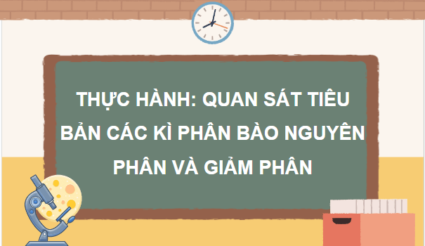 Giáo án điện tử Sinh 10 Chân trời sáng tạo Bài 20: Thực hành: Quan sát tiêu bản các kì phân bào nguyên phân và giảm phân | PPT Sinh học 10