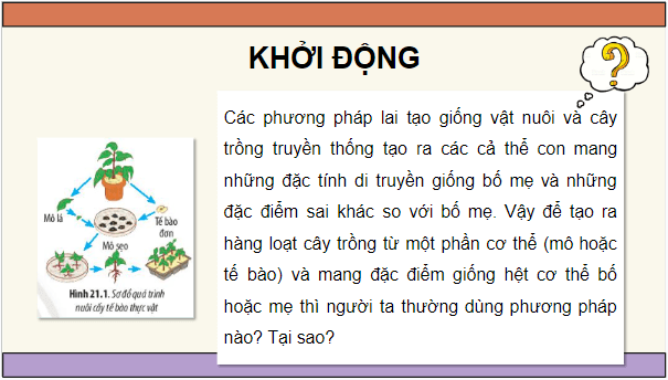 Giáo án điện tử Sinh 10 Chân trời sáng tạo Bài 21: Công nghệ tế bào | PPT Sinh học 10