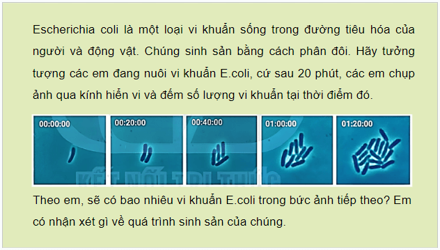 Giáo án điện tử Sinh 10 Kết nối tri thức Bài 21: Trao đổi chất, sinh trưởng và sinh sản ở vi sinh vật | PPT Sinh học 10