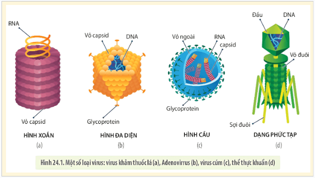 Giáo án điện tử Sinh 10 Kết nối tri thức Bài 24: Khái quát về virus | PPT Sinh học 10