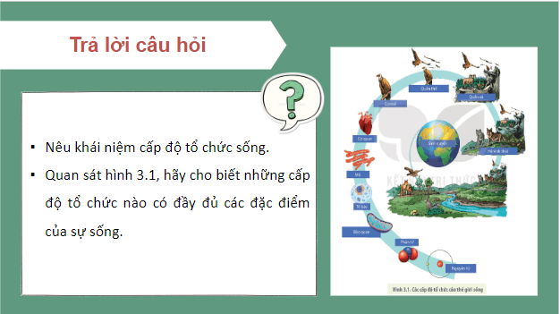 Giáo án điện tử Sinh 10 Kết nối tri thức Bài 3: Các cấp độ tổ chức của thế giới sống | PPT Sinh học 10