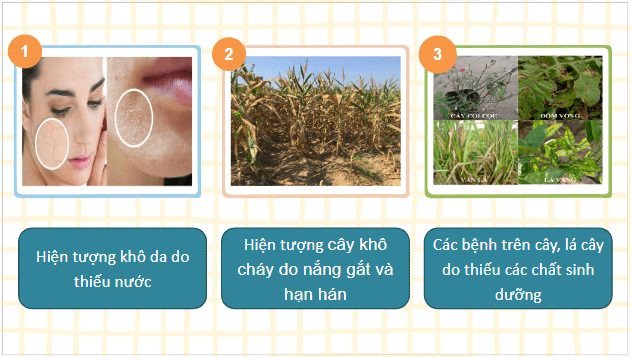 Giáo án điện tử Sinh 10 Kết nối tri thức Bài 4: Các nguyên tố hóa học và nước | PPT Sinh học 10