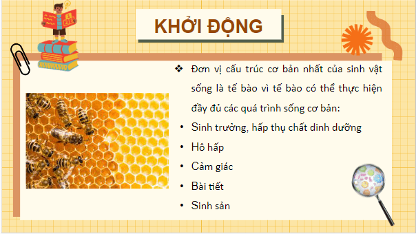 Giáo án điện tử Sinh 10 Cánh diều Bài 4: Khái quát về tế bào | PPT Sinh học 10