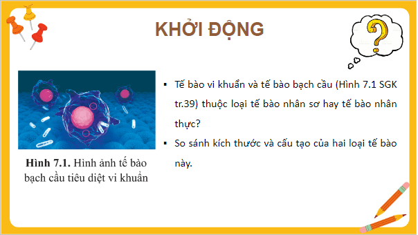 Giáo án điện tử Sinh 10 Cánh diều Bài 7: Tế bào nhân sơ và tế bào nhân thực | PPT Sinh học 10