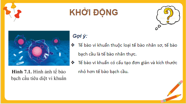 Giáo án điện tử Sinh 10 Cánh diều Bài 7: Tế bào nhân sơ và tế bào nhân thực | PPT Sinh học 10